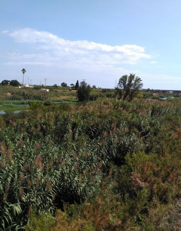 Estudio de inundabilidad en el entorno de la Alquería Mascarós en Burriana (Castellón) -Río Mijares-